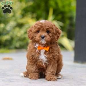 Peyton, Cavapoo Puppy